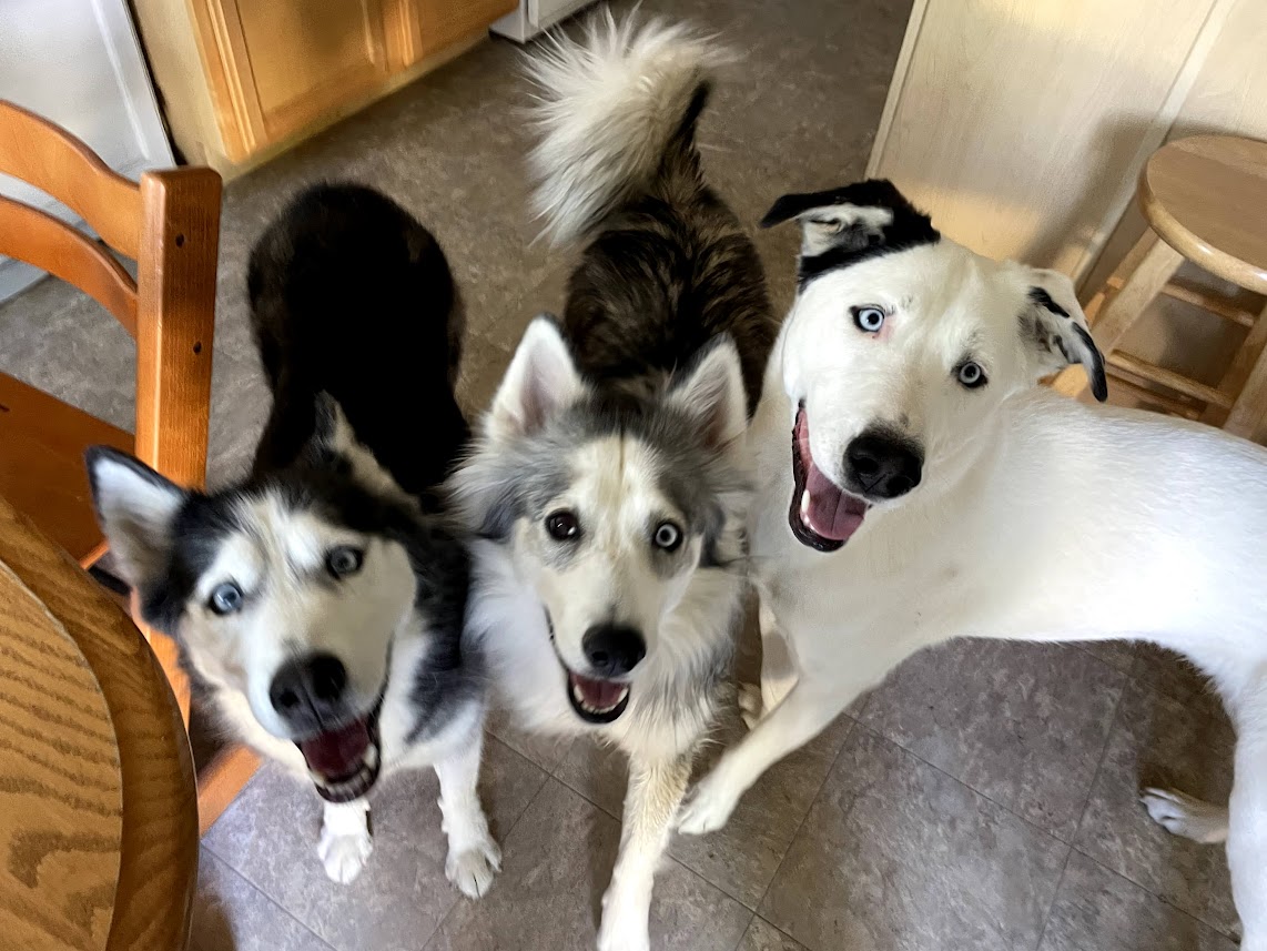 Picture of my 3 dogs